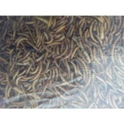 Hadivo Meelwormen 5kg