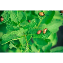 ECOstyle Aaltjes Tegen Larven Coloradokever -Vogelbenodigdheden Winkel image 396