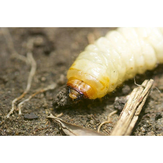 ECOstyle Aaltjes Tegen Larven Taxus- En Snuitkever 2 ECOstyle Aaltjes Tegen Larven Taxus- En Snuitkever - Afbeelding 2