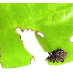 ECOstyle Aaltjes Tegen Larven Taxus- En Snuitkever 5 ECOstyle Aaltjes Tegen Larven Taxus- En Snuitkever -Vogelbenodigdheden Winkel image 528