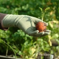 De Wiltfang Foxgloves Original -Vogelbenodigdheden Winkel image 697
