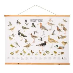 Vogelbescherming Nederland Vogelposter Weidevogels 100 X 70 Cm